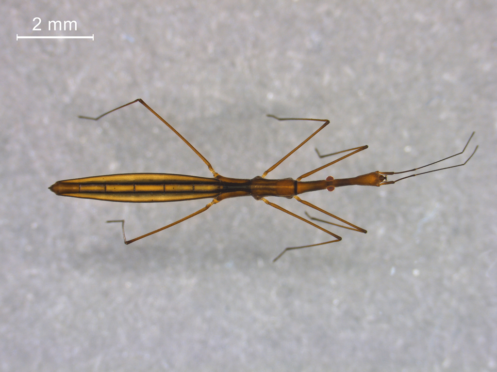 Hydrometra gracilenta